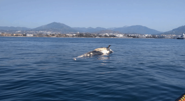 (English) MARBELLA – Dead whale in the waters of Marbella